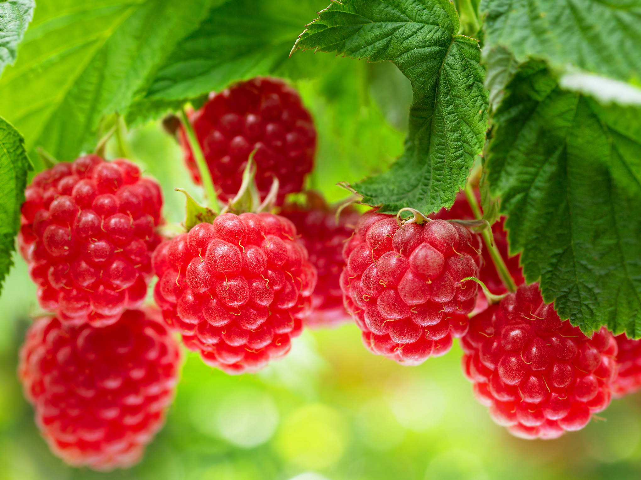 IV Konferencja Malinowa podczas TSW 2026